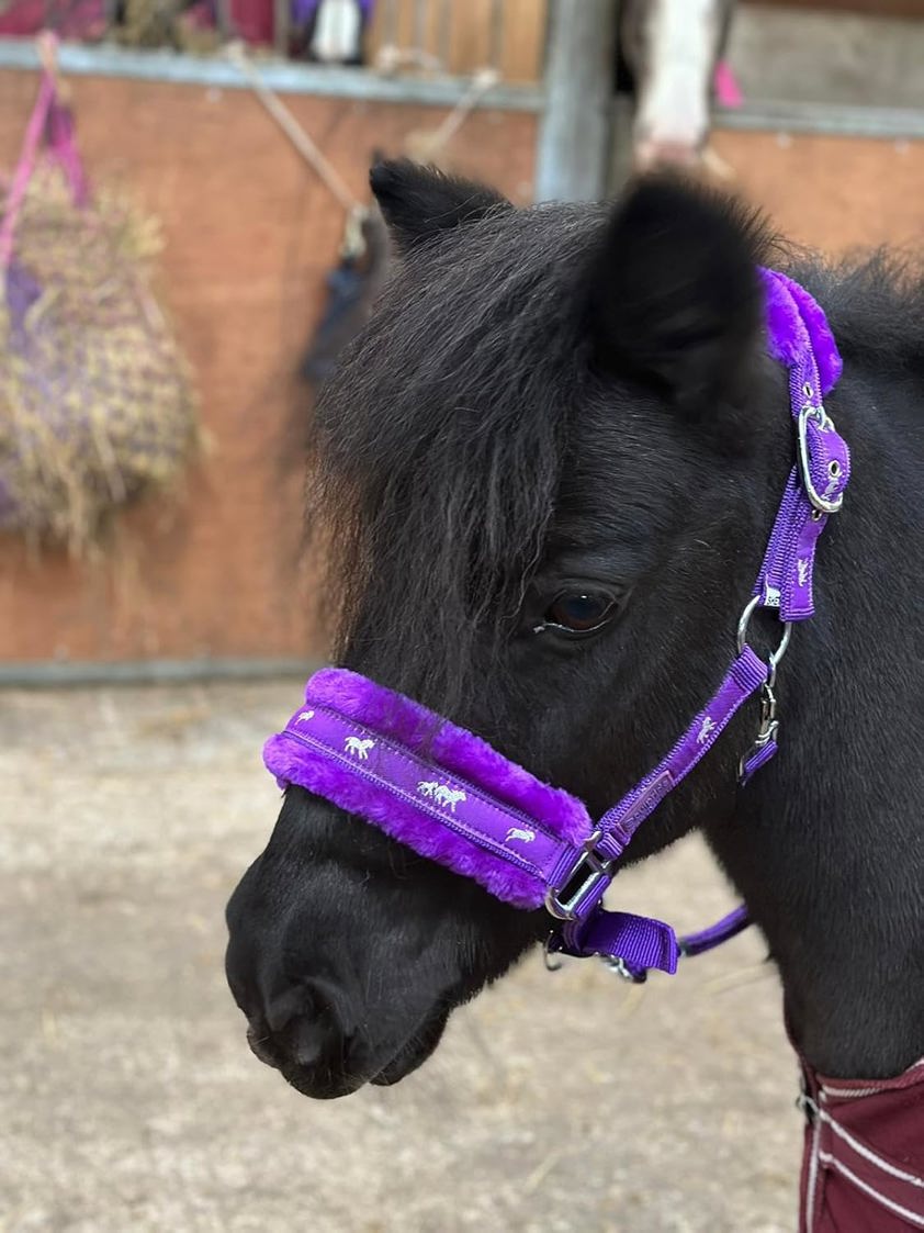 Purple Horse Print Headcollar with Lead Rope