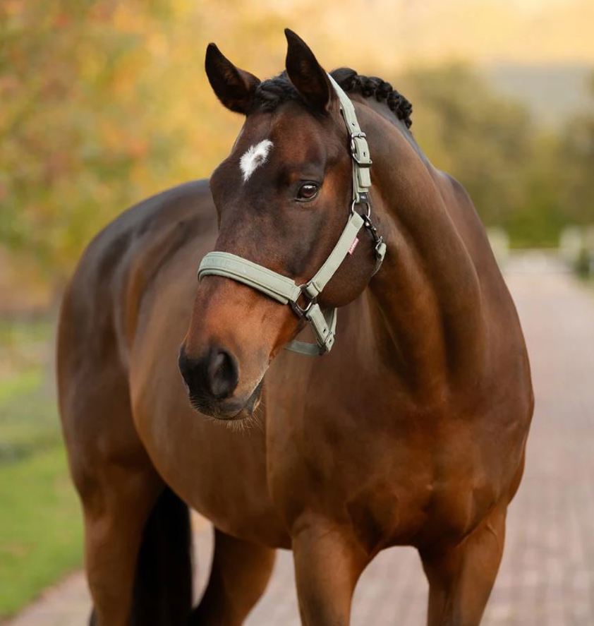 Rosemary LeMieux Essence Headcollar
