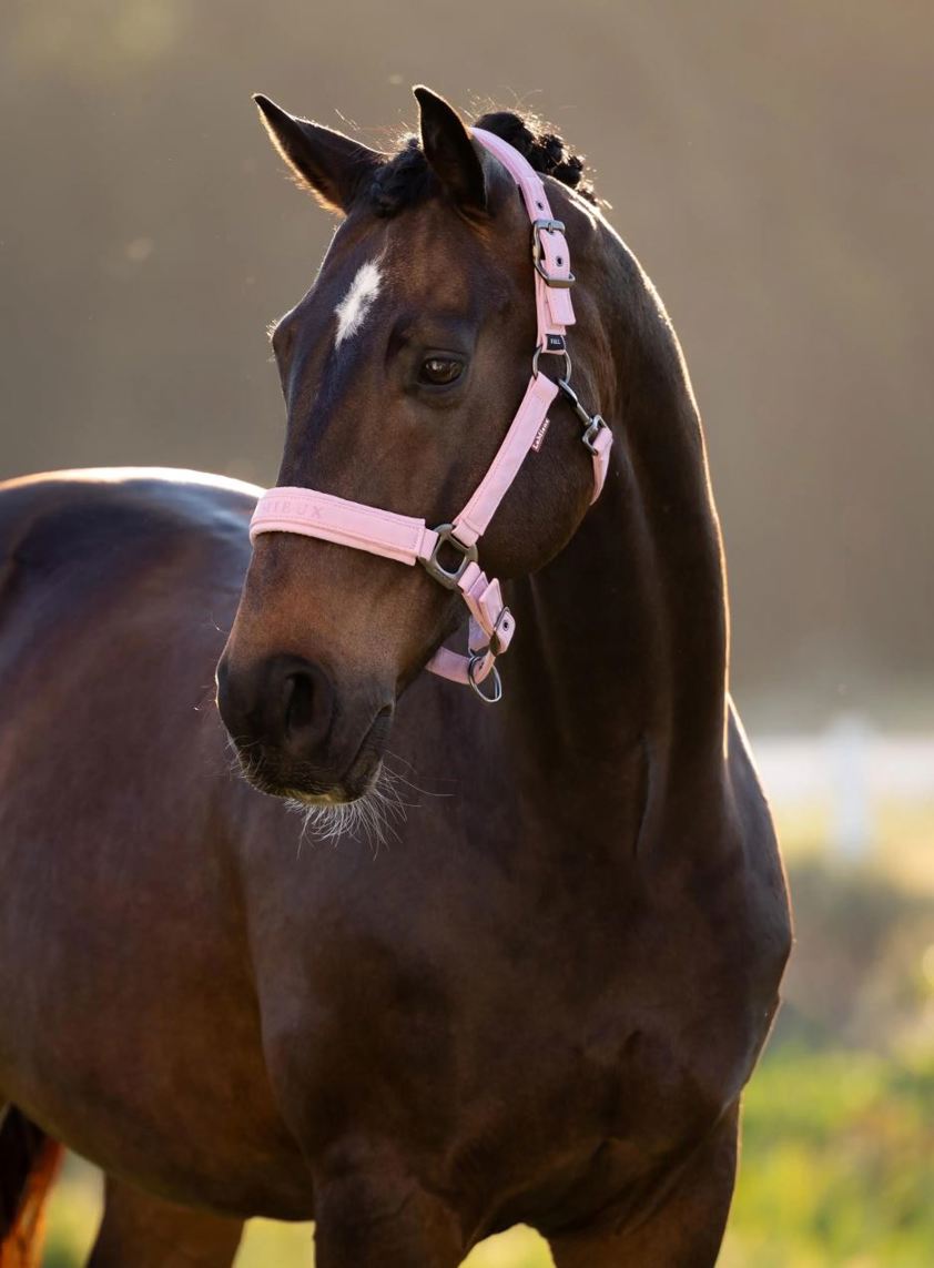 Fondant LeMieux Essence Headcollar