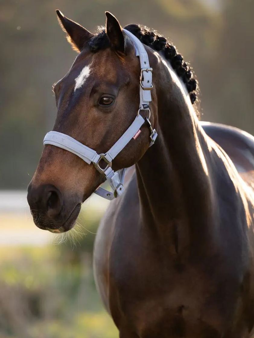 Powder Blue LeMieux Essence Headcollar