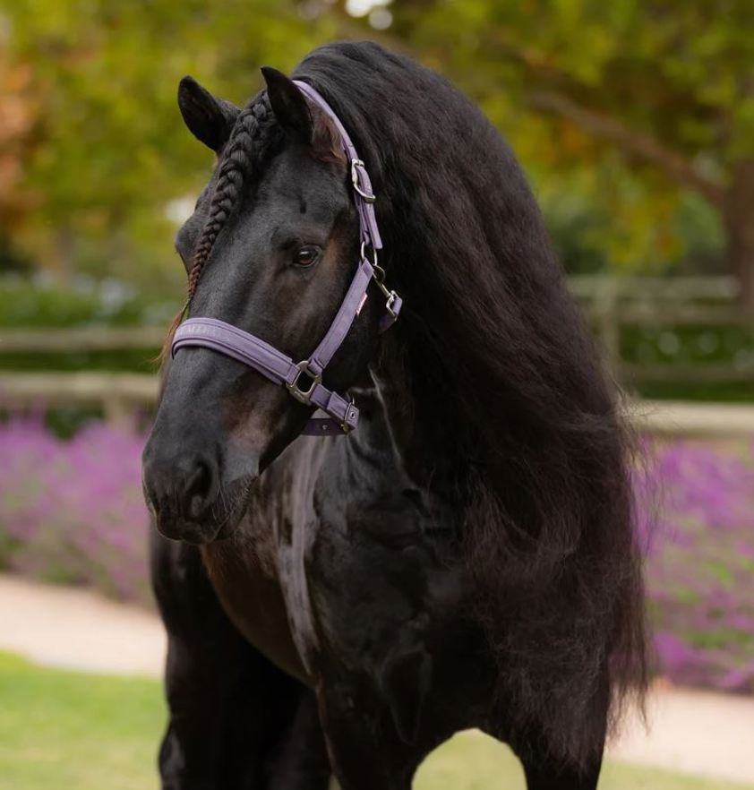 Juniper LeMieux Essence Headcollar