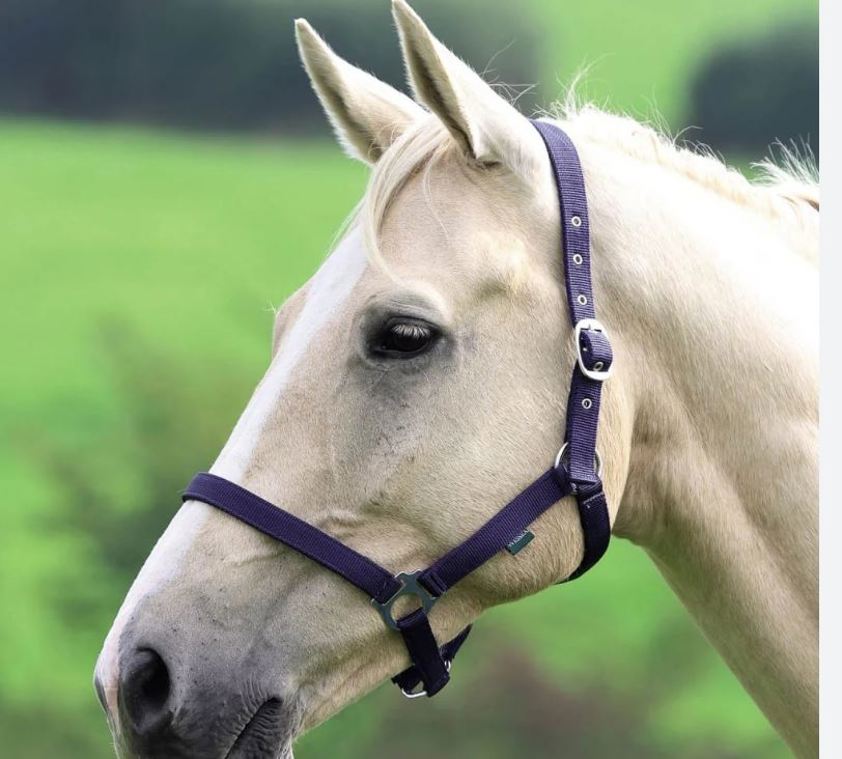 Navy Wessex Headcollar