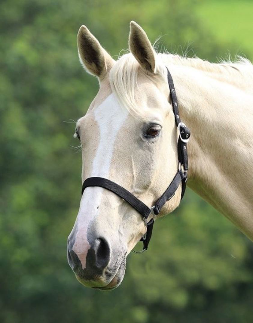 Black Wessex Headcollar