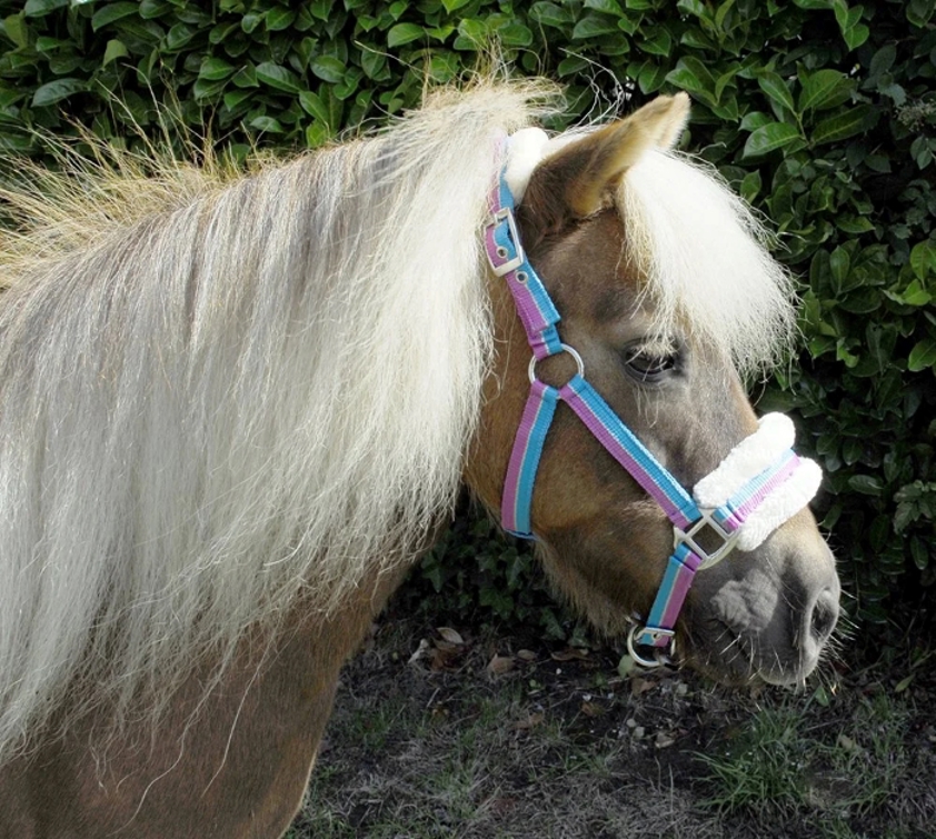 Bright Striped Rhinegold Fur Headcollar