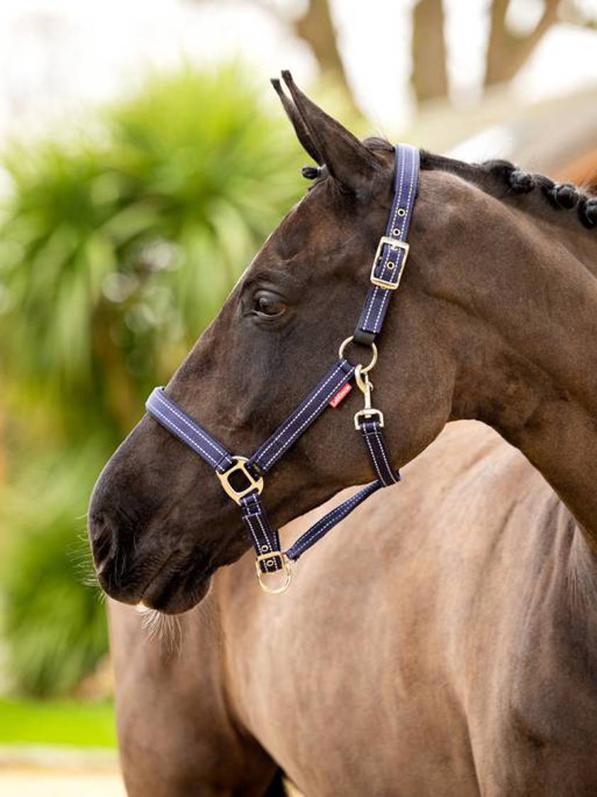 Navy LeMieux Essential Yard Headcollar