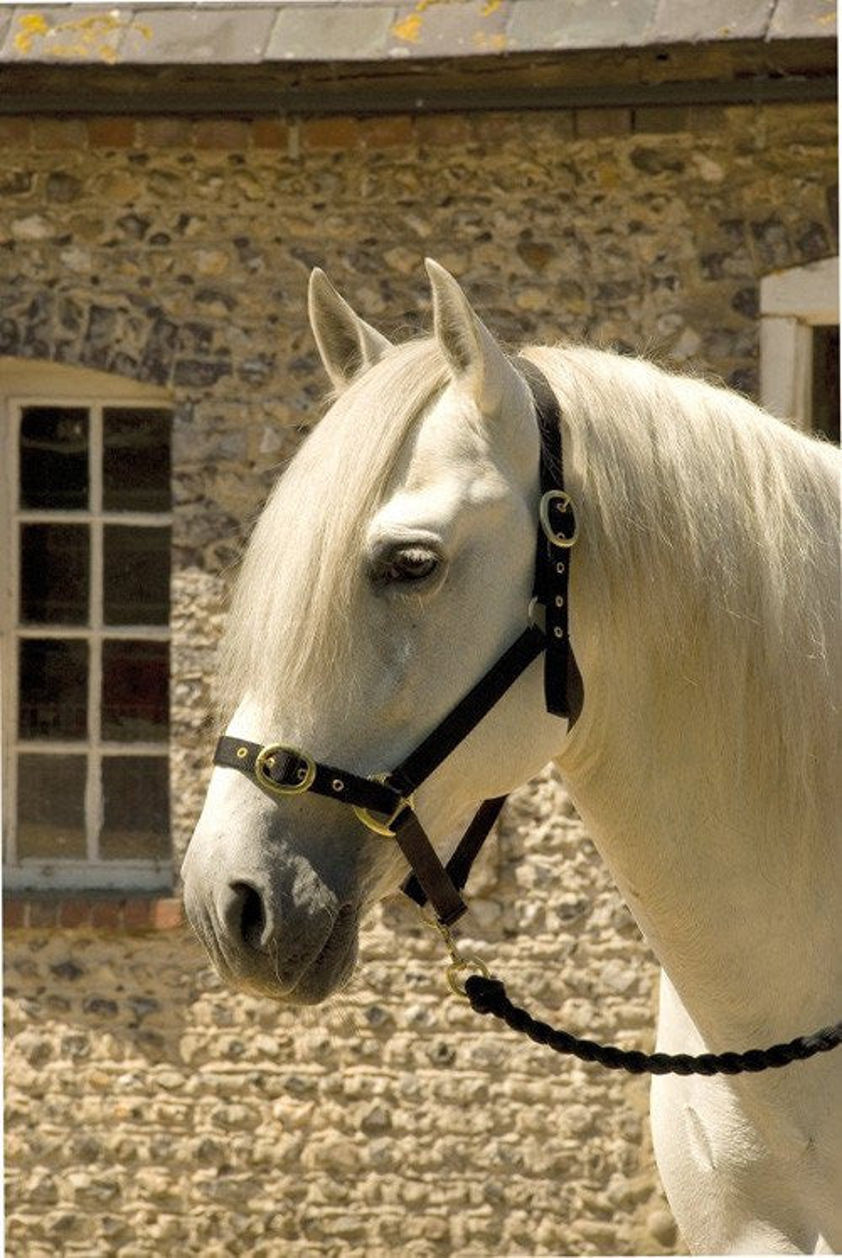 Navy Rhinegold Nylon Headcollar