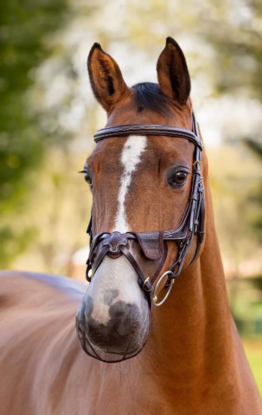 Black LeMieux Comfort Shield Grackle Nose Filter