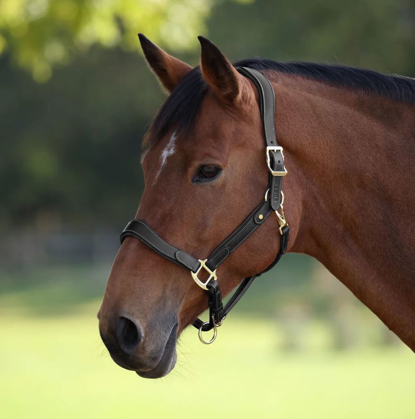 Black Velociti Lusso Lorca Leather Headcollar
