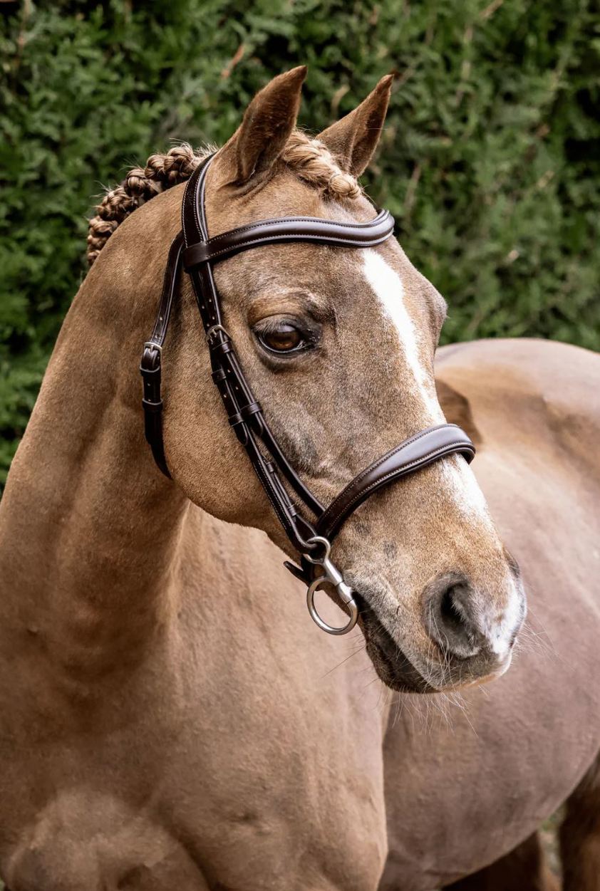 Black Henry James Cavesson Bridle with Arc Classic Headpiece