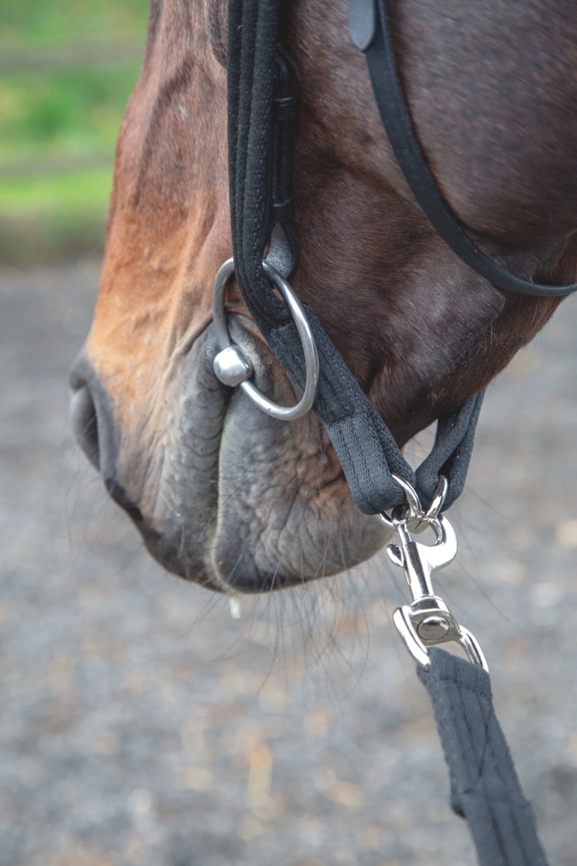 Lunging Adapter