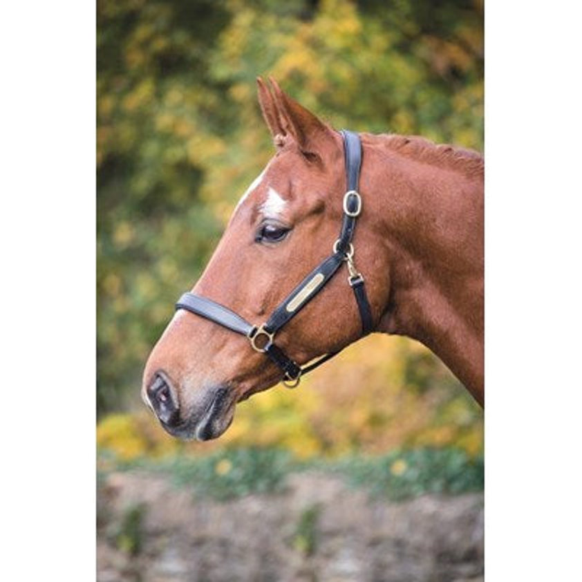 Black Aviemore Leather Nameplate Headcollar