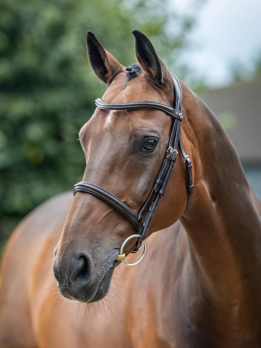 Brown LeMieux Arika Cavesson Bridle