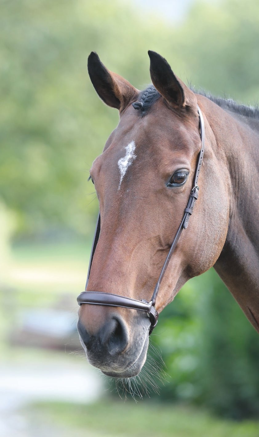 Havana Blenheim Drop Noseband