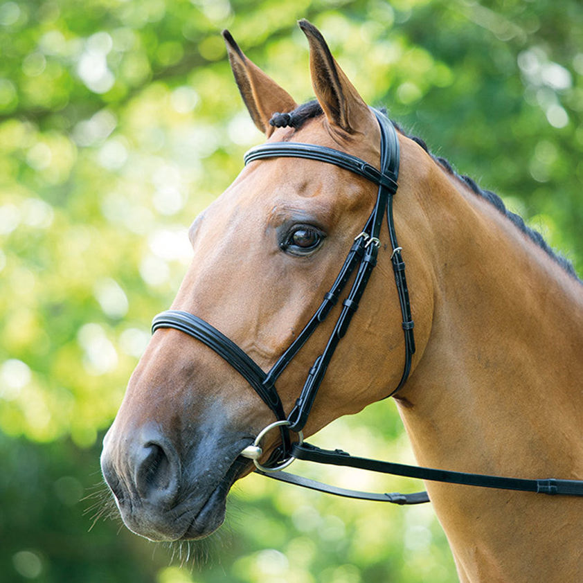 Black Lavello Raised Cavesson Bridle