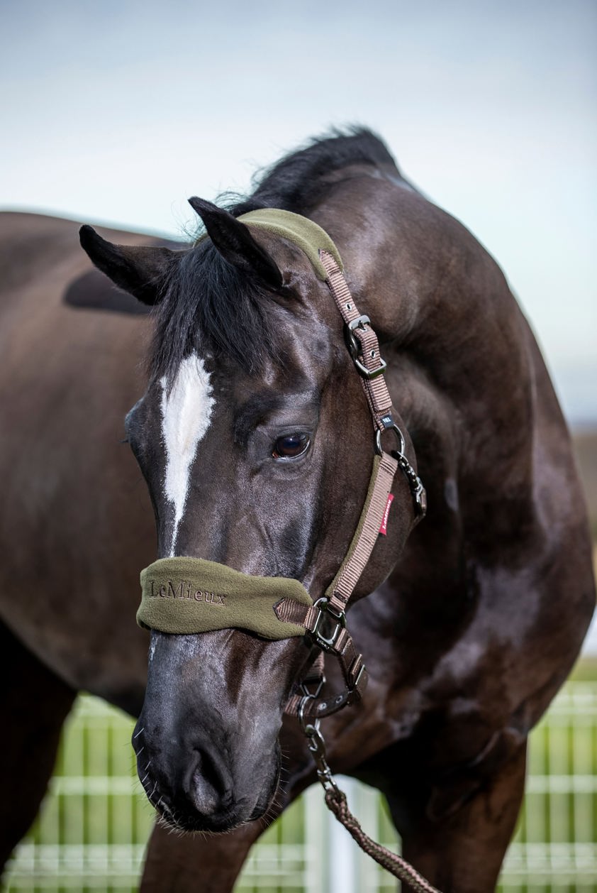 Benetton Blue LeMieux Vogue Headcollar&Lead Rope