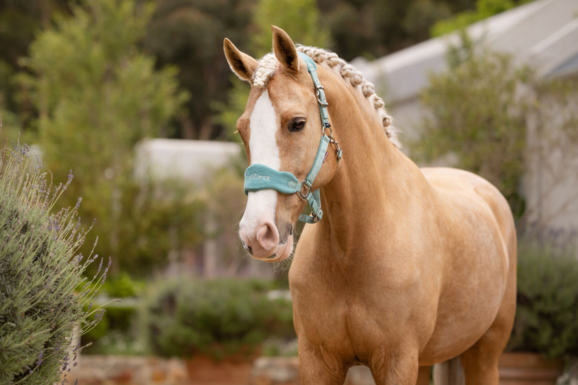 Lagoon LeMieux Vogue Headcollar&Lead Rope