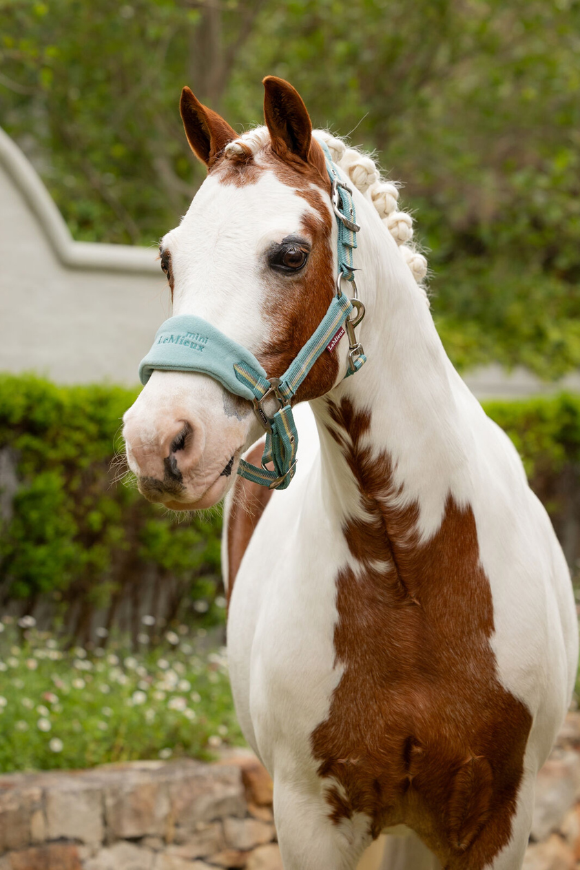 Aqua LeMieux Vogue Headcollar&Lead Rope