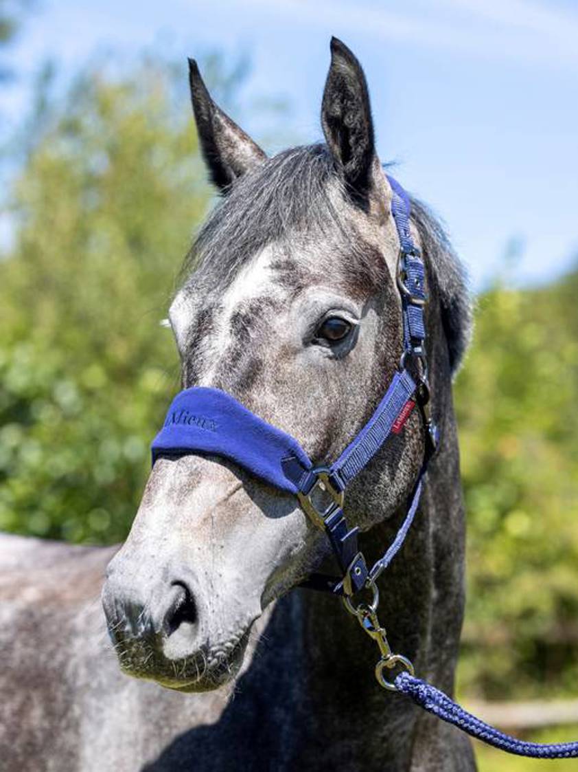 Ink Blue/Navy LeMieux Vogue Headcollar&Lead Rope