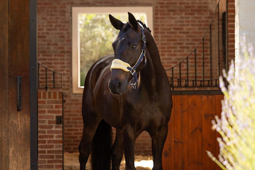 Mimosa LeMieux Vogue Headcollar&Lead Rope