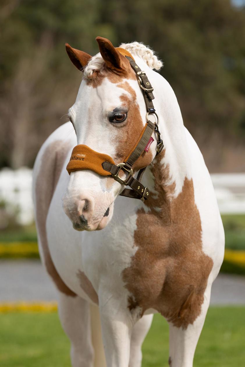 Alpine LeMieux Vogue Headcollar&Lead Rope