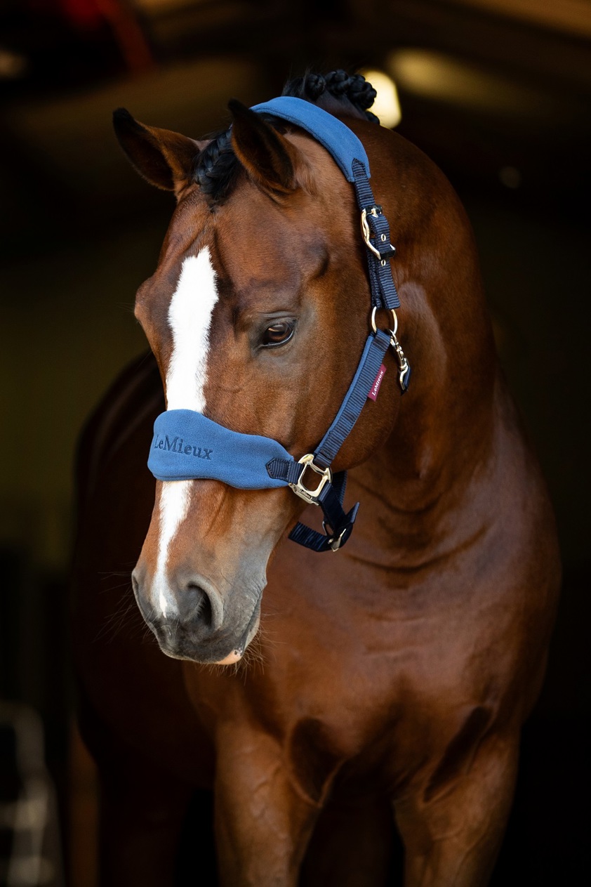 Benetton Blue LeMieux Vogue Headcollar&Lead Rope