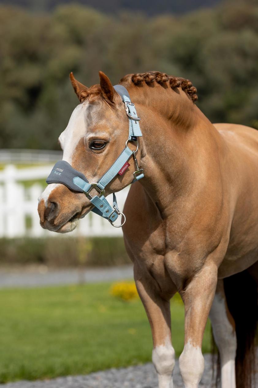 Glacier LeMieux Vogue Headcollar&Lead Rope