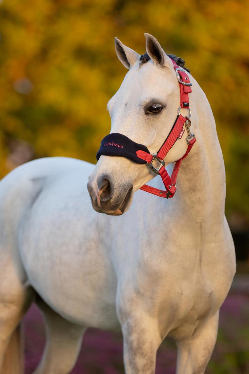 Cranberry LeMieux Vogue Headcollar&Lead Rope