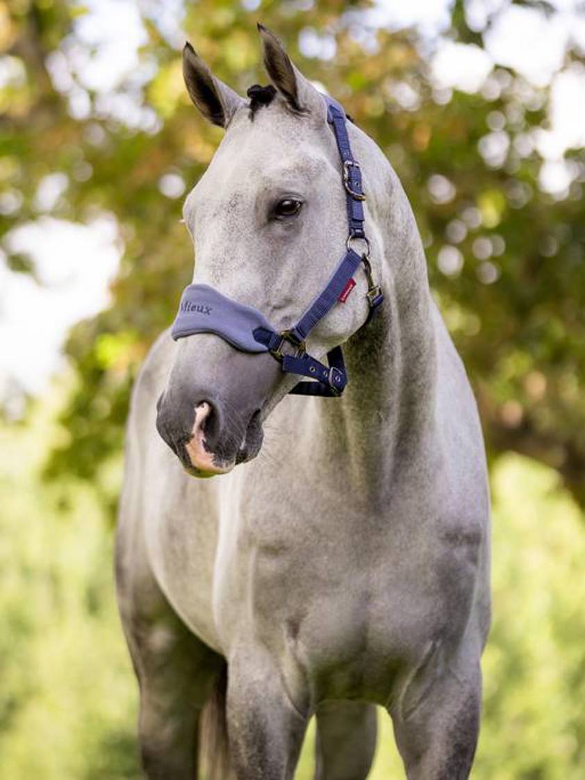 Indigo LeMieux Vogue Headcollar&Lead Rope