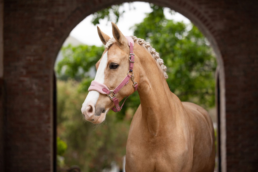 Blossom LeMieux Vogue Headcollar&Lead Rope