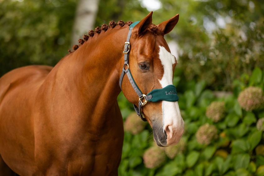 Spruce LeMieux Vogue Headcollar&Lead Rope