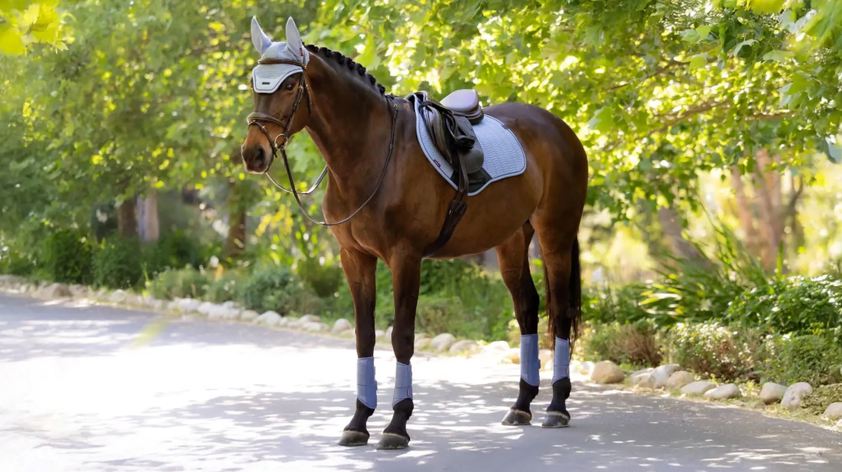 Powder Blue LeMieux Essence Close Contact Saddlecloth