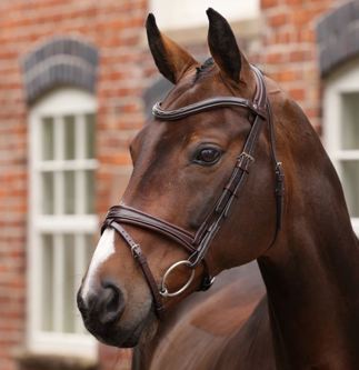 Havana Velociti Lusso Opus 180M Padded Flash Bridle