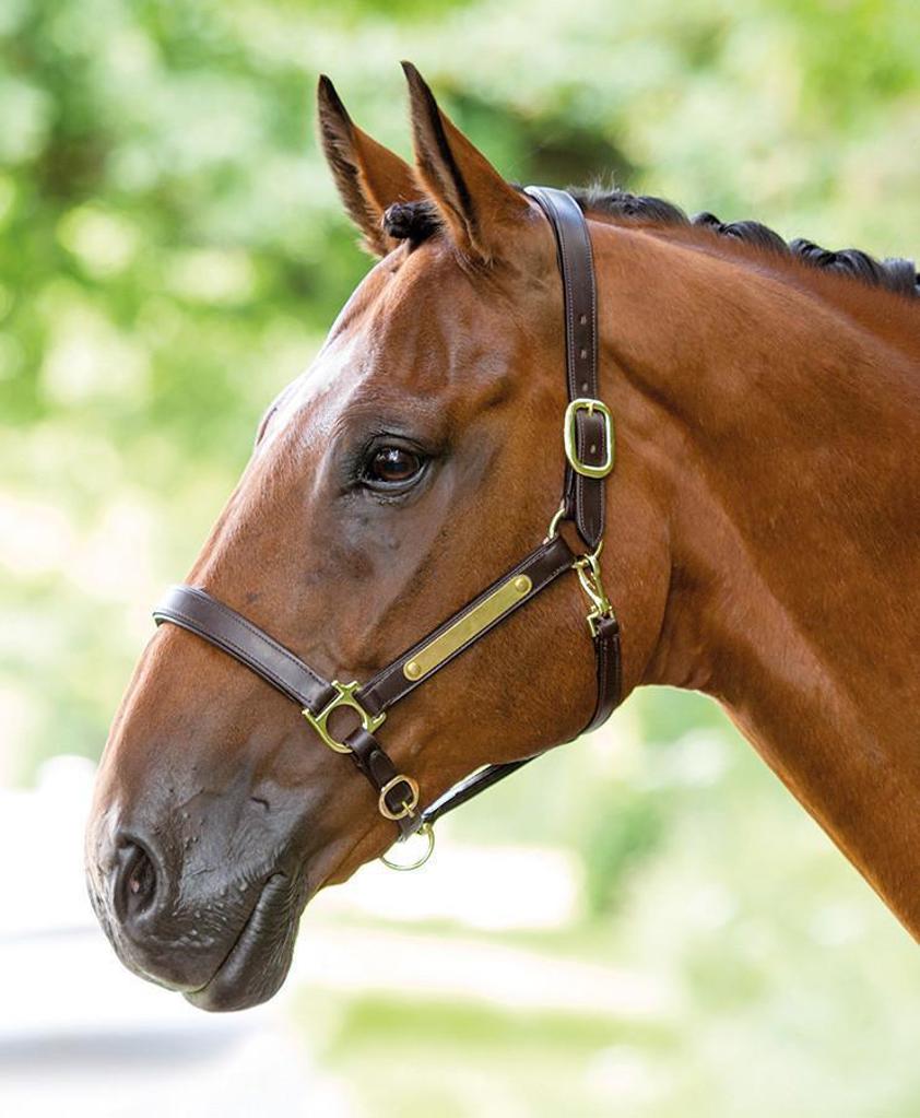 Havana Leather Headcollar W/Nameplate