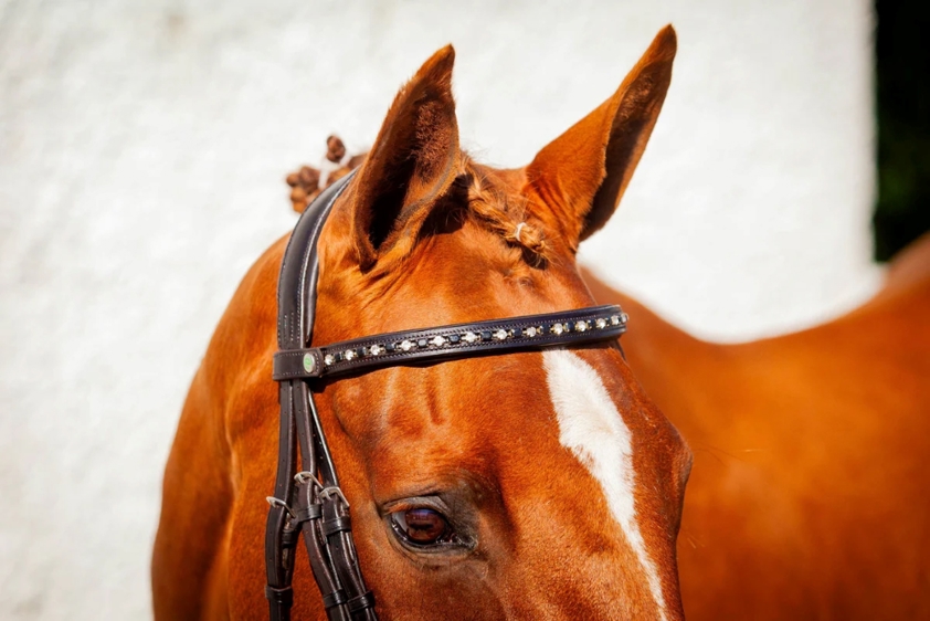 Brown Eco Rider Nouveau Browband