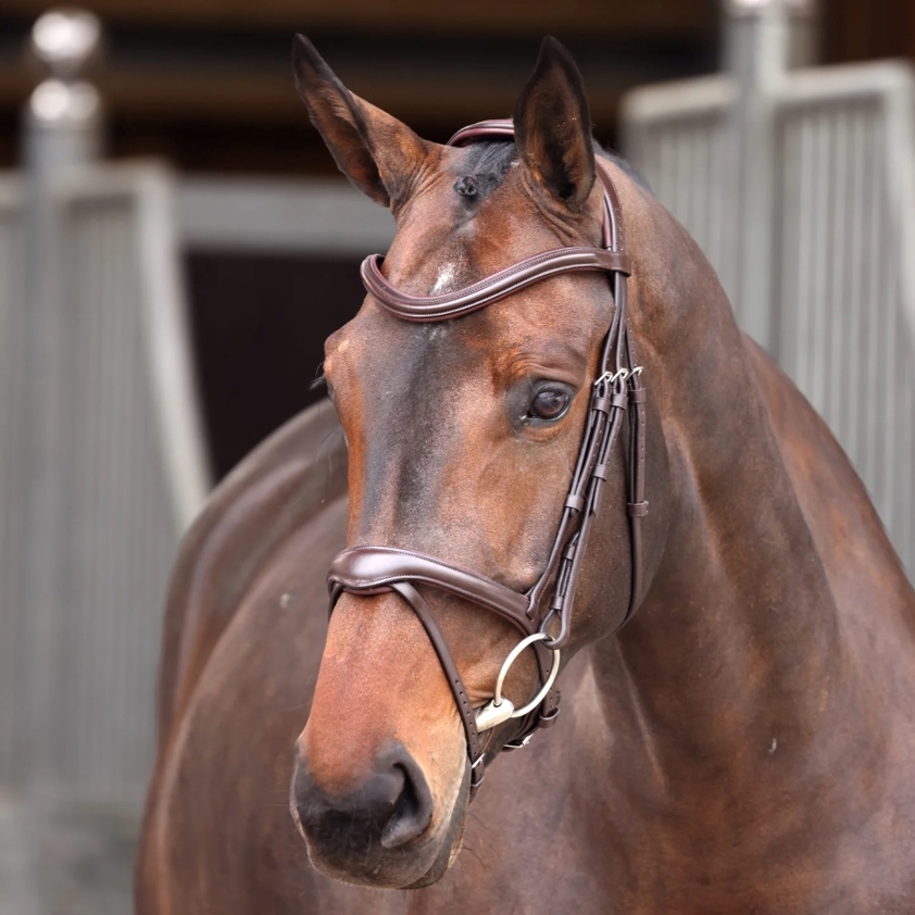 Havana Velociti Lusso Elite Flash Bridle