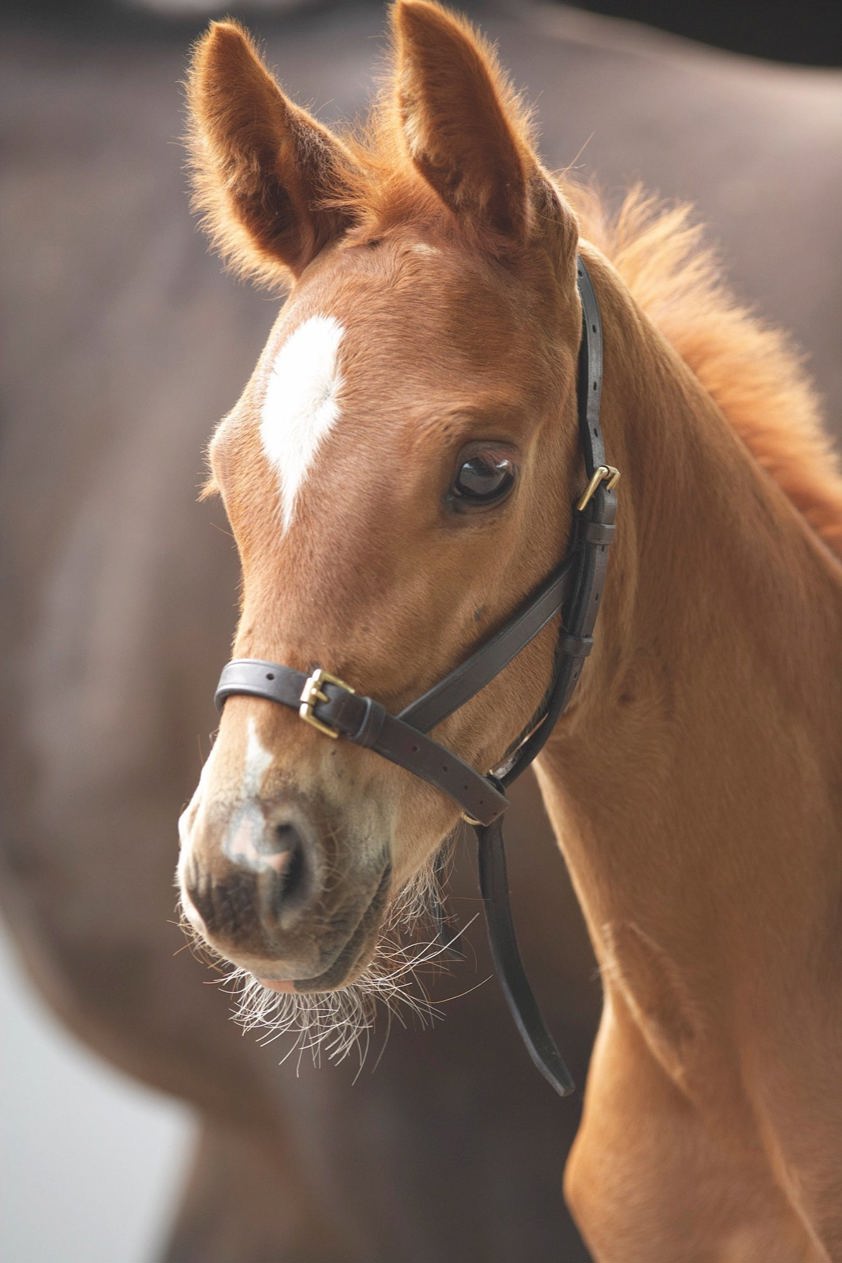 Havana Blenheim Leather Foal Slip