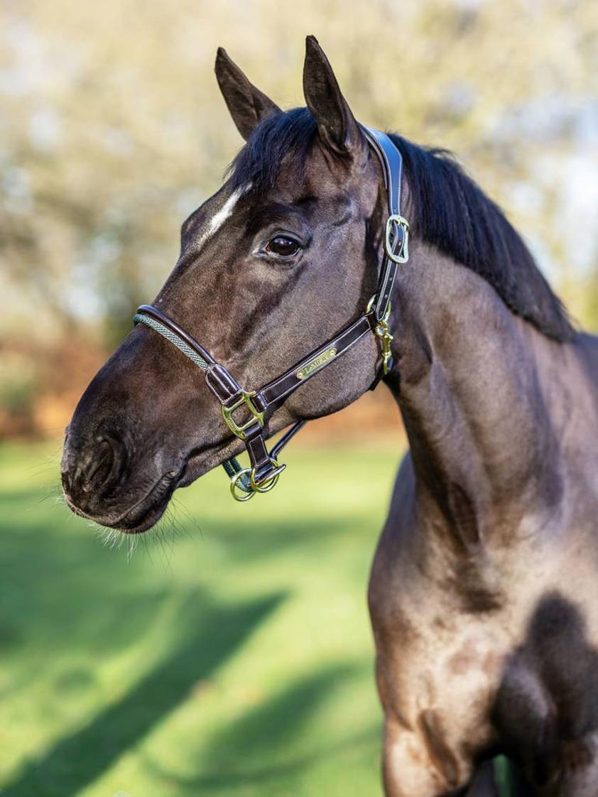 Brown LeMieux Rope Control Headcollar