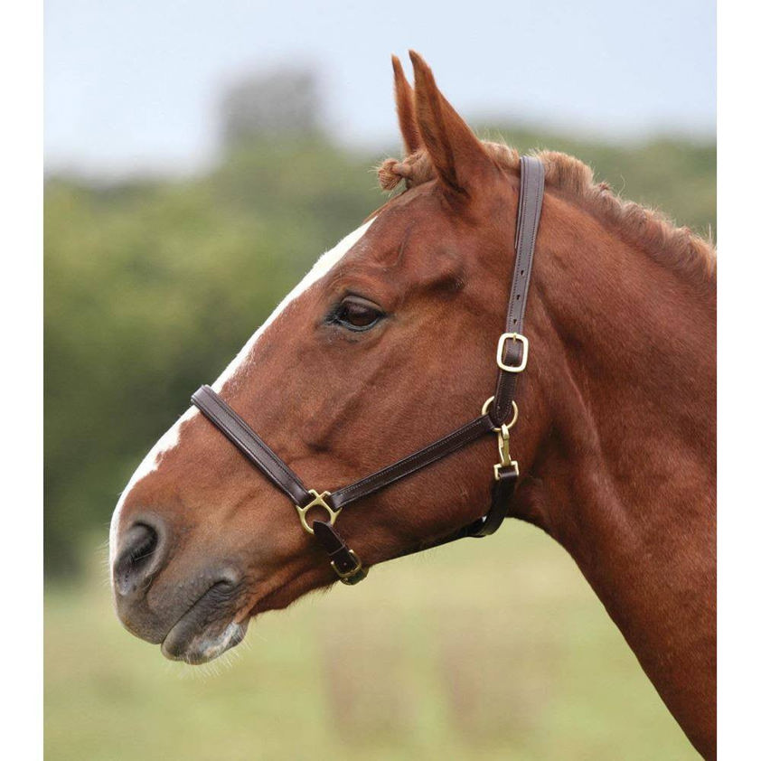 Black Blenheim Lined Leather Headcollar