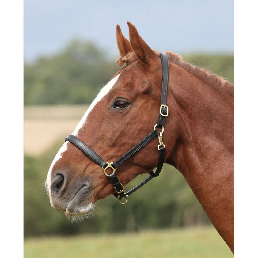 Black Blenheim Lined Leather Headcollar