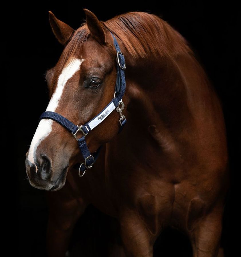 Navy Field Safe Headcollar