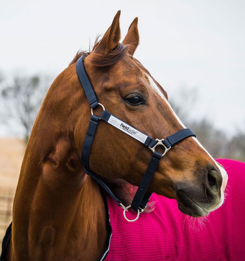 Navy Field Safe Headcollar