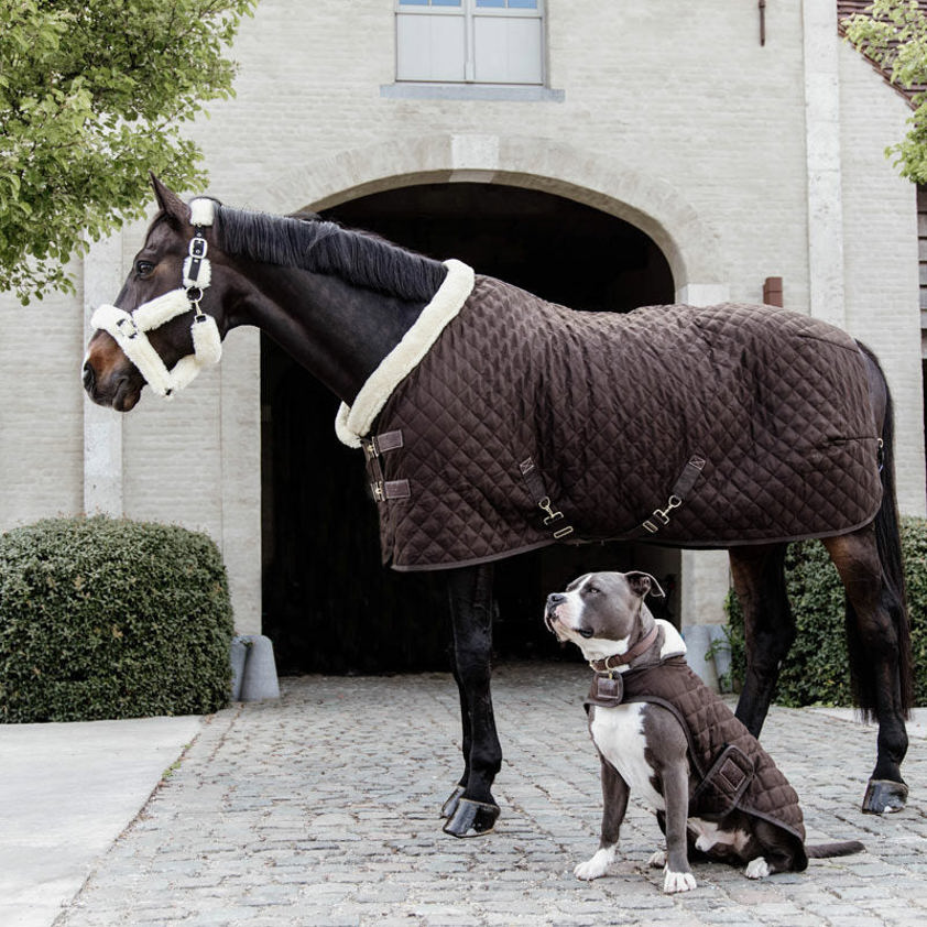 Brown Kentucky Show Rug