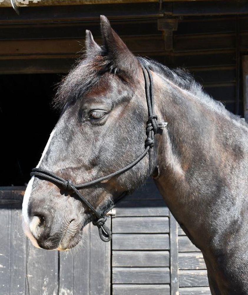 Royal/Black Adjustable Knotted Rope Halter