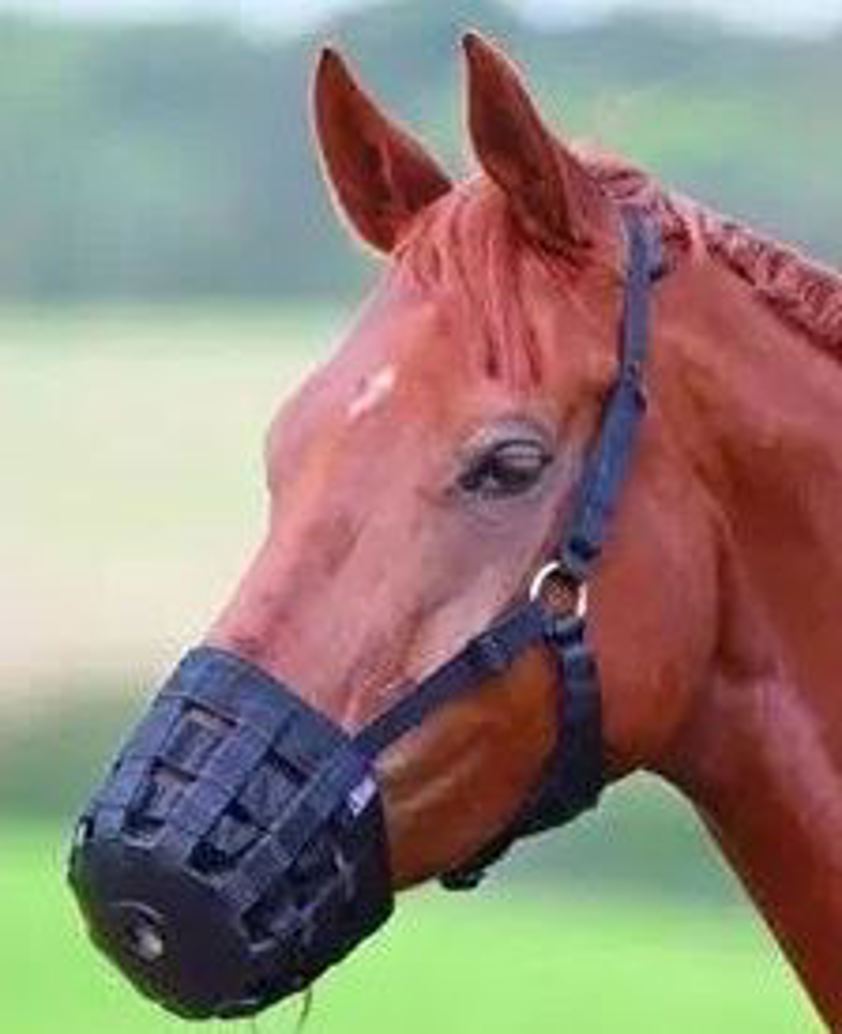 Black Grazing Muzzle