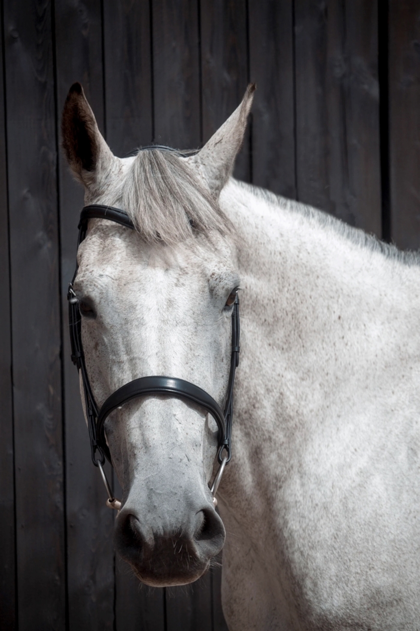 Black Henry James Cavesson Bridle With Flexure Curve Headpiece