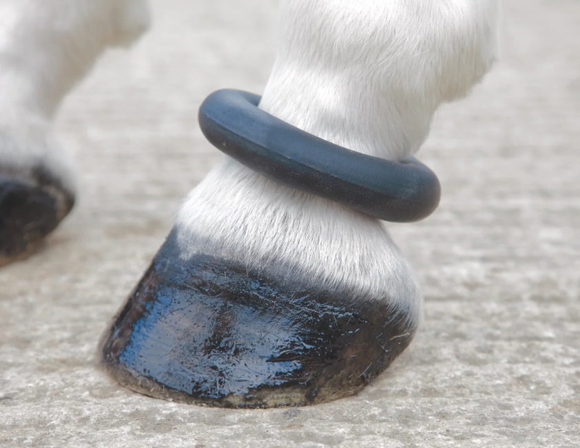 Shires Fetlock Ring