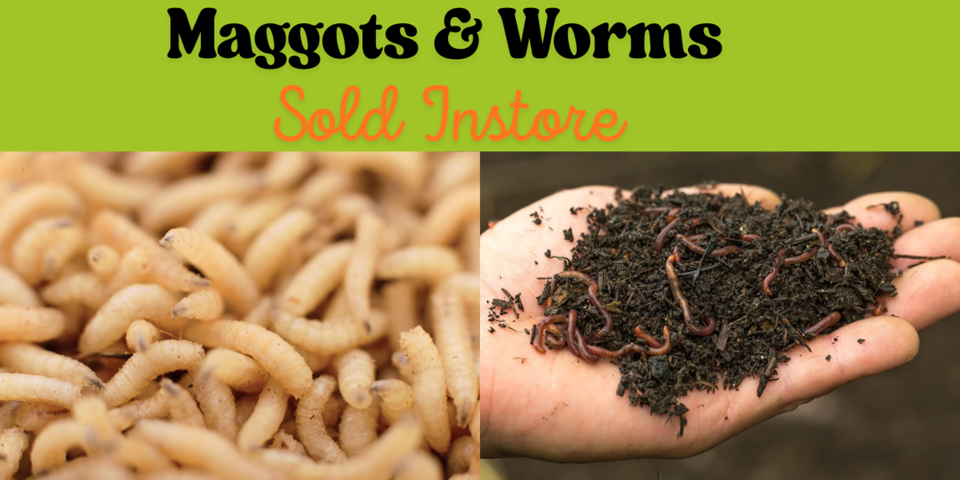 Maggot and Worms