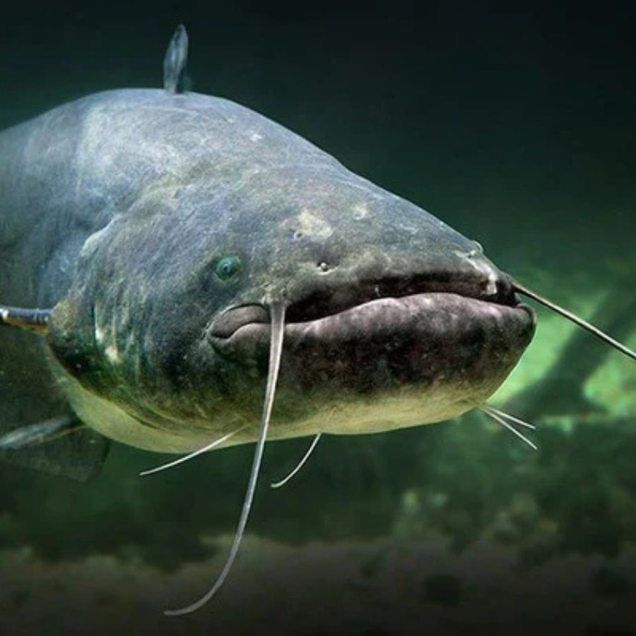 Catfish