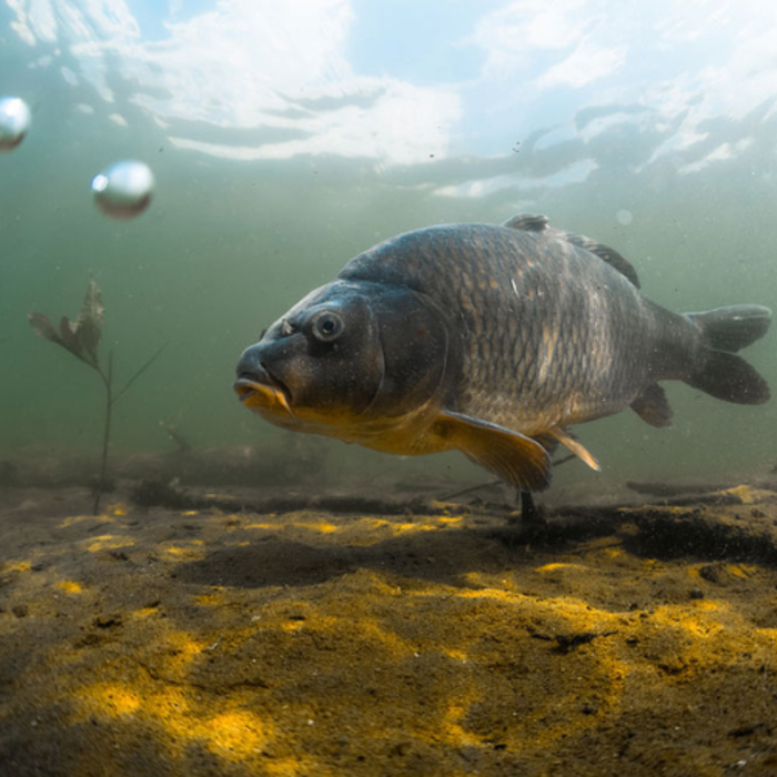 All Carp Fishing