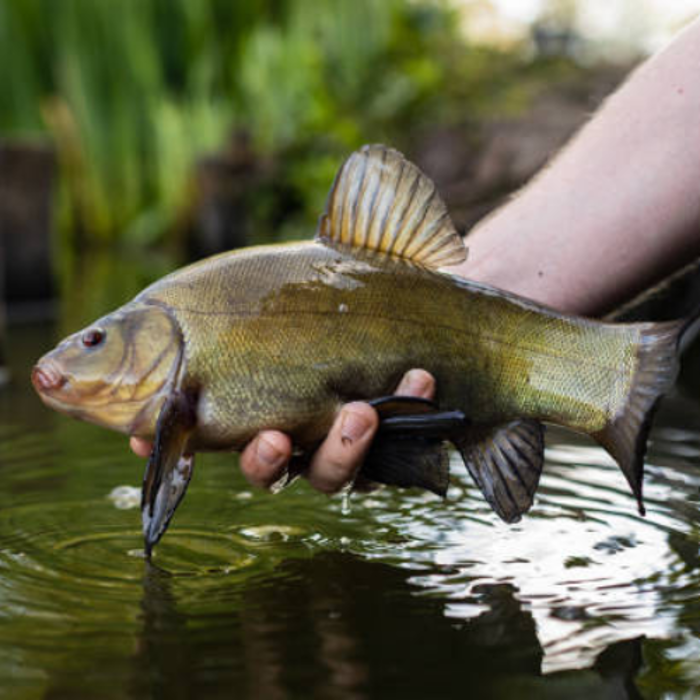 All Coarse Fishing